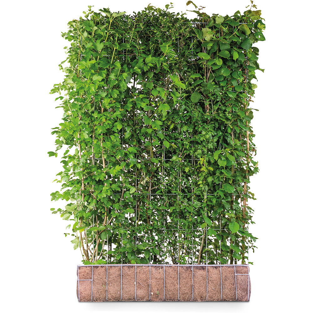 Mobilane Green Screen ECO