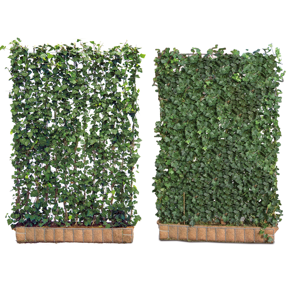 Hedge quality delivery - Green Screens Mobilane