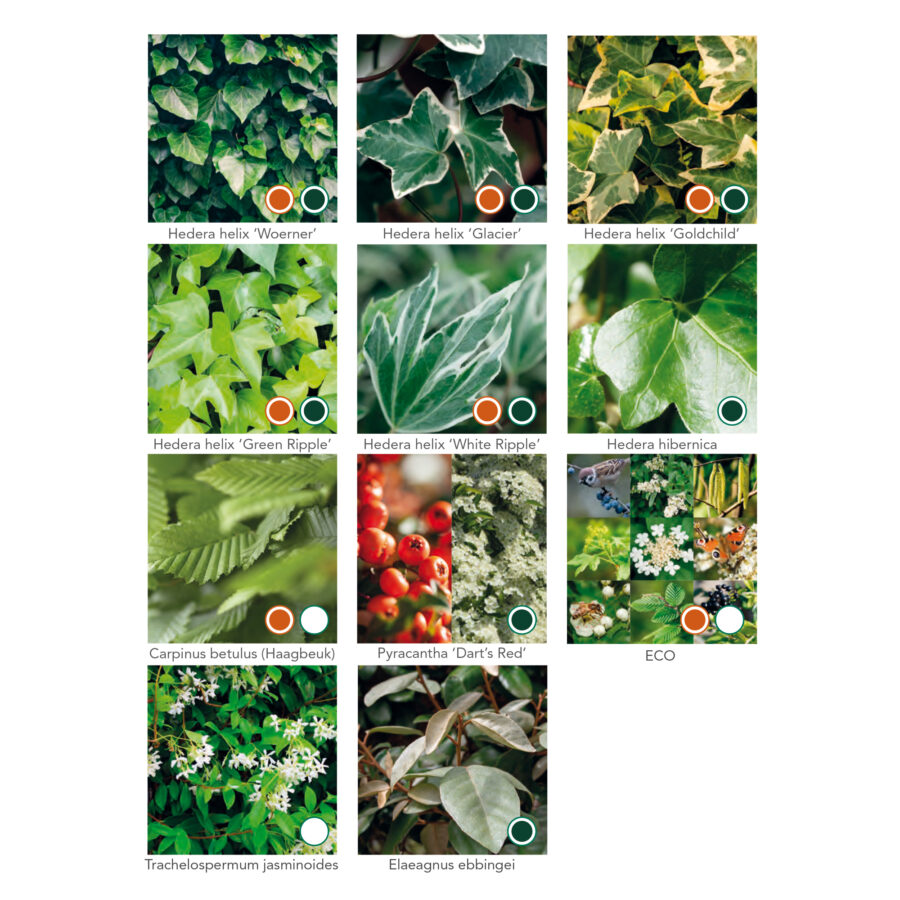 Green Screens - Species